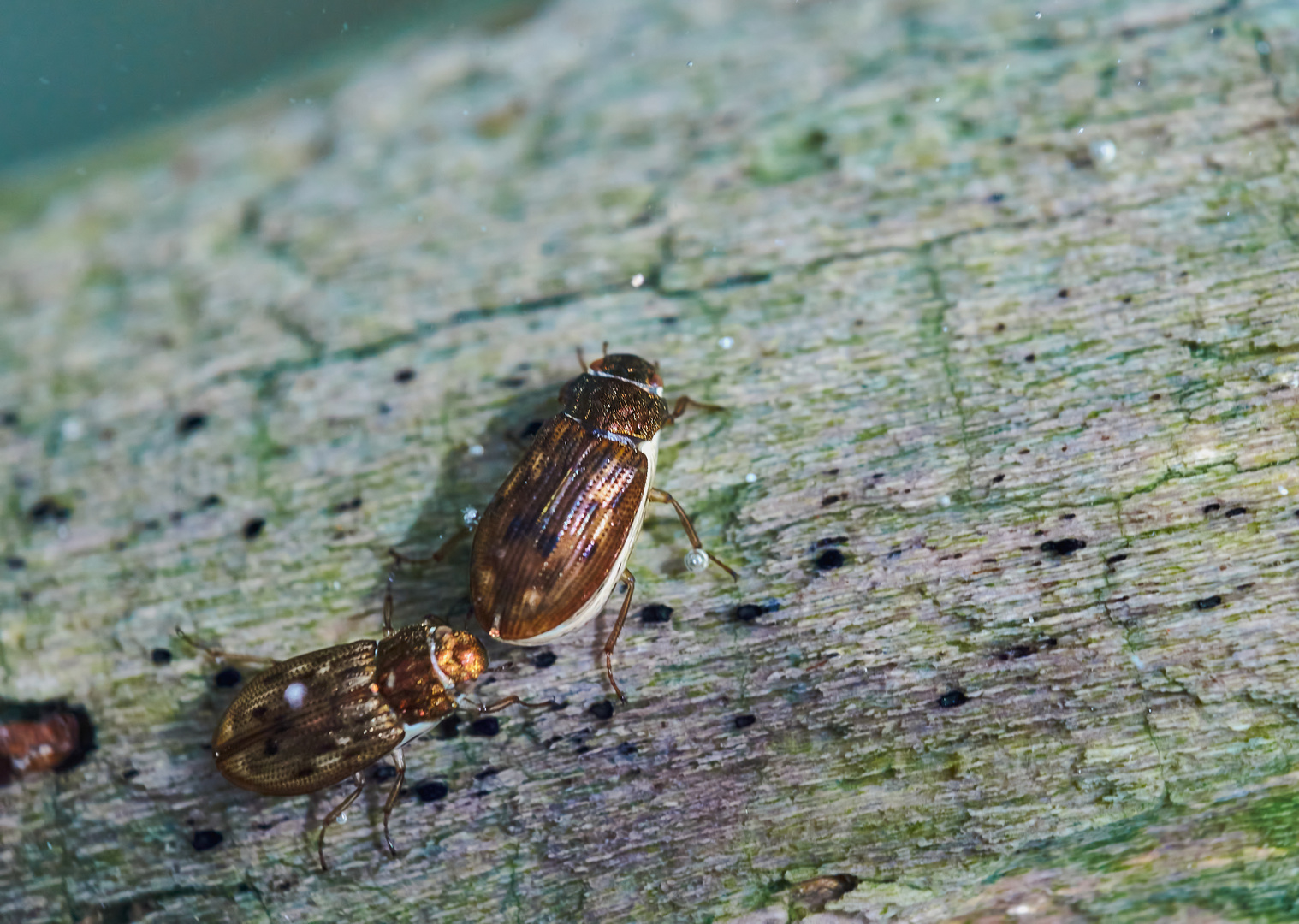 Schwimmkäfer (Helophorus sp.)