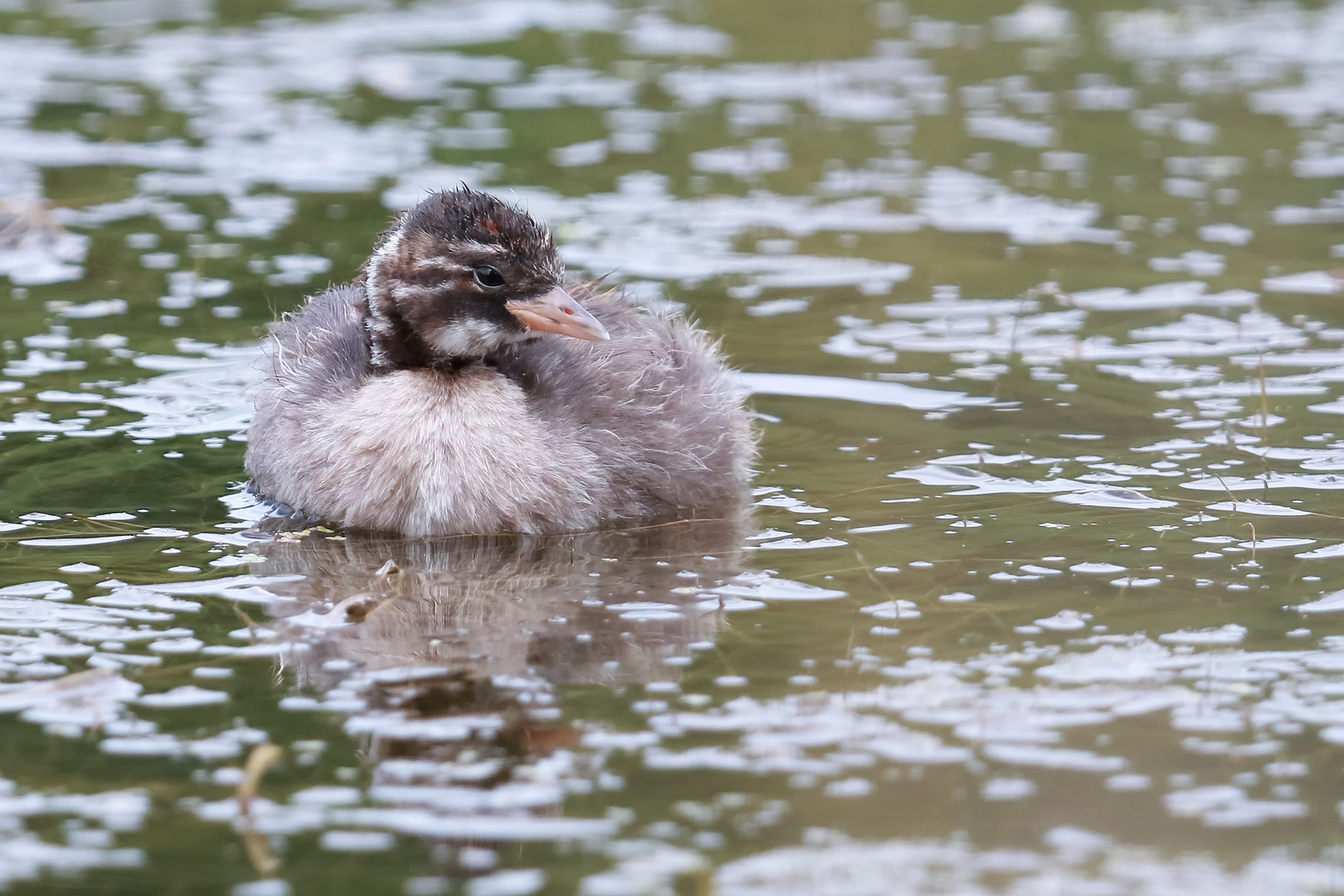 ...Schwimmkorken...