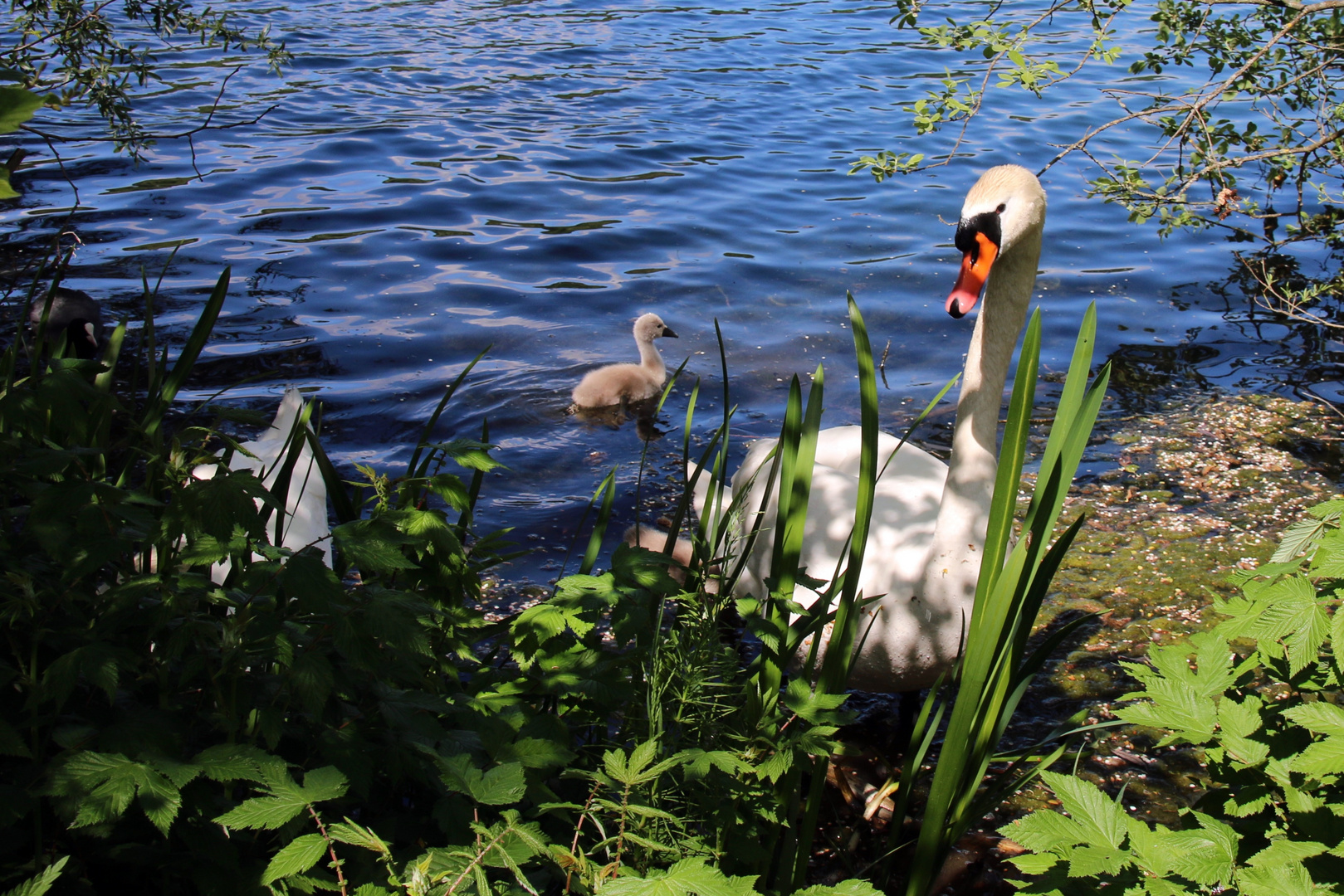 Schwimmkurs 