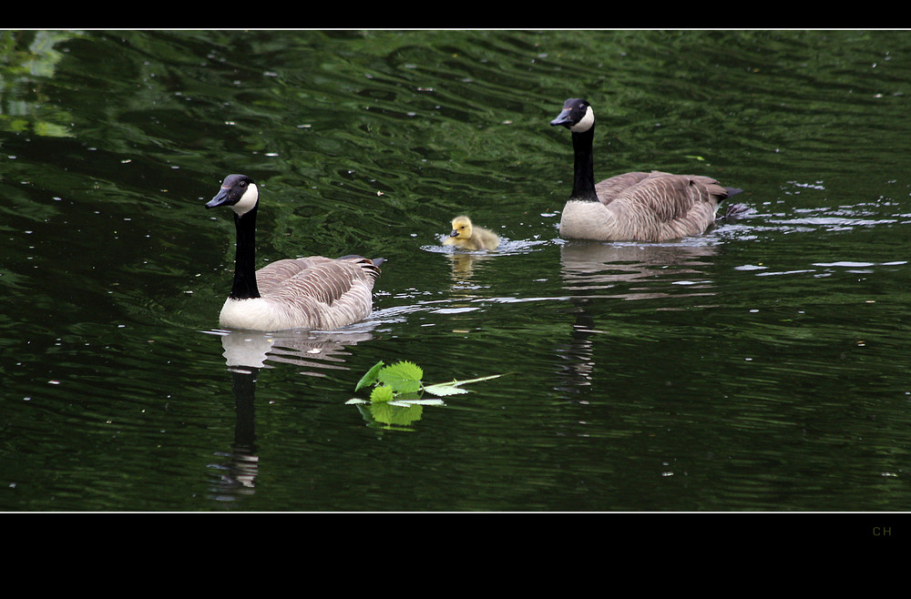 "Schwimmkurs"...