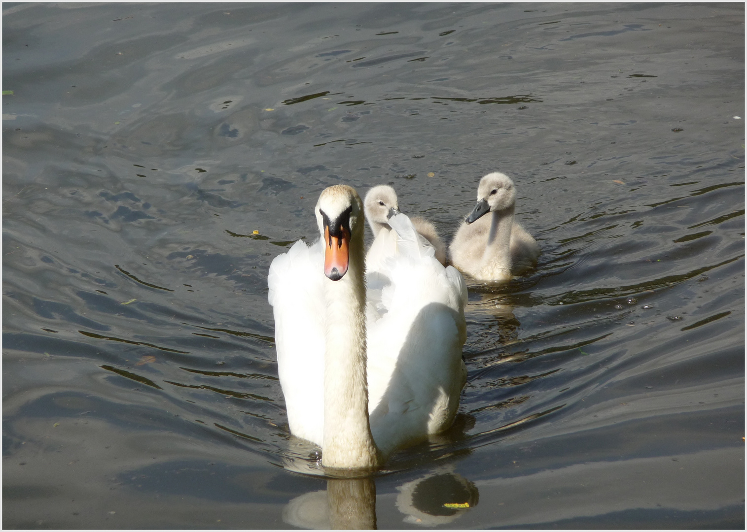 Schwimmkurs