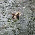 Schwimmschweine 2