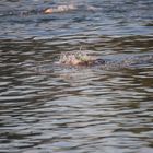 Schwimmstart des Datev Challenge Triathlon am Main-Donau-Kanal bei Heuberg/Hilpoltstein