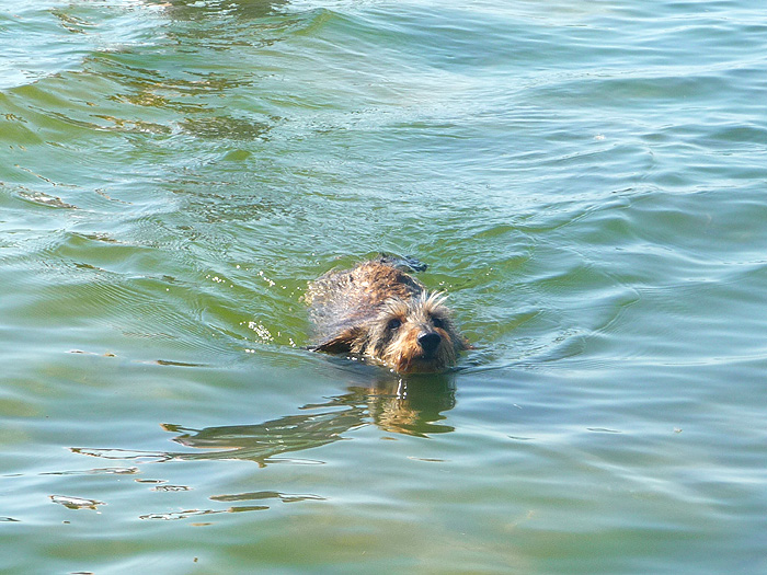 Schwimmstunde