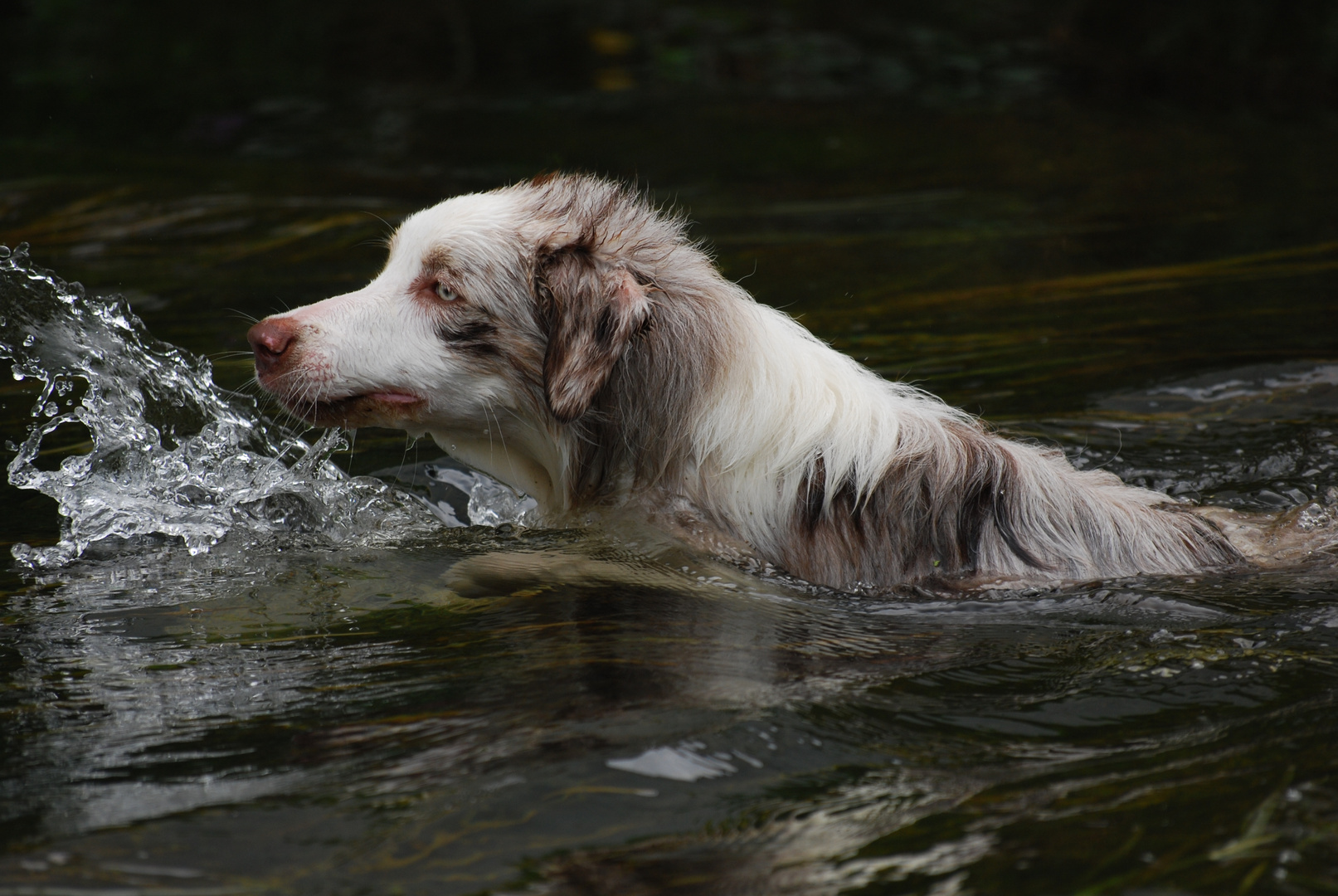 Schwimmstunde