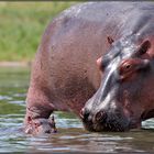 schwimmstunde