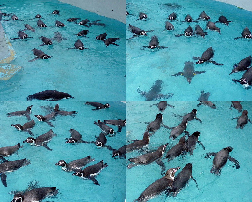 Schwimmstunde der Pinguine im Kölner Zoo