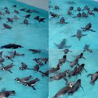 Schwimmstunde der Pinguine im Kölner Zoo