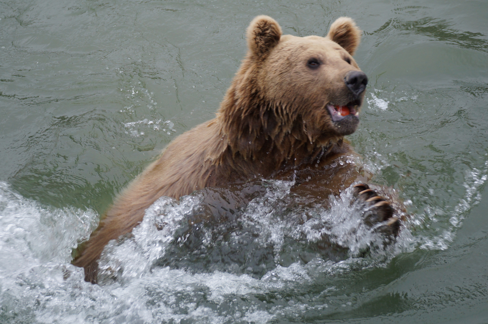 Schwimmstunde mit Mr. Petz