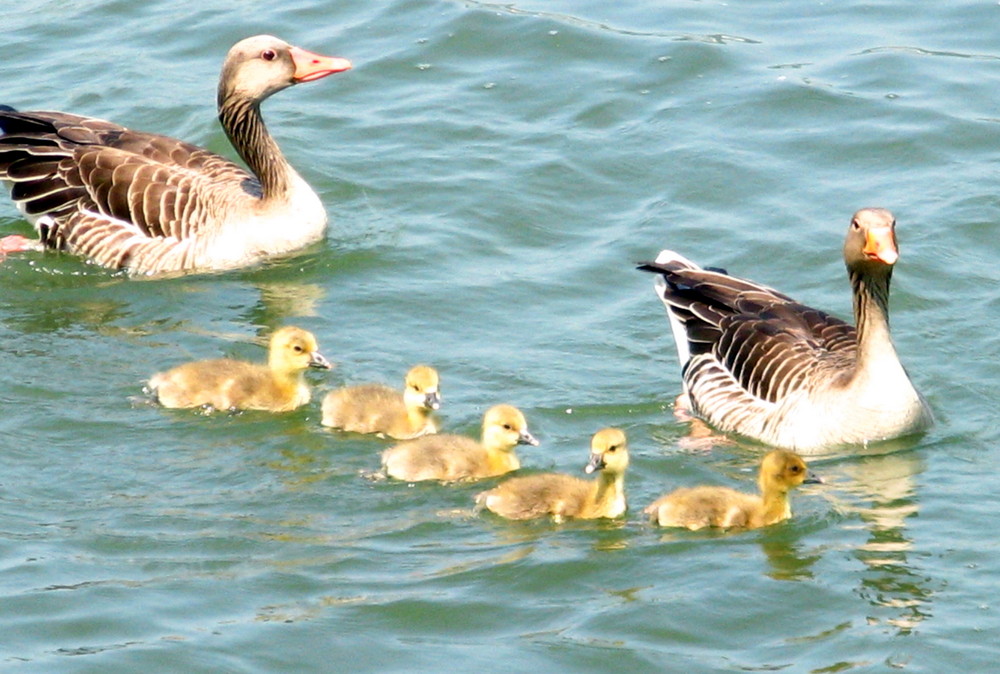 Schwimmstunde mit "Mutti und den Kleinen"