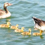 Schwimmstunde mit "Mutti und den Kleinen"