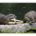 Schwimmt da nicht noch einer?