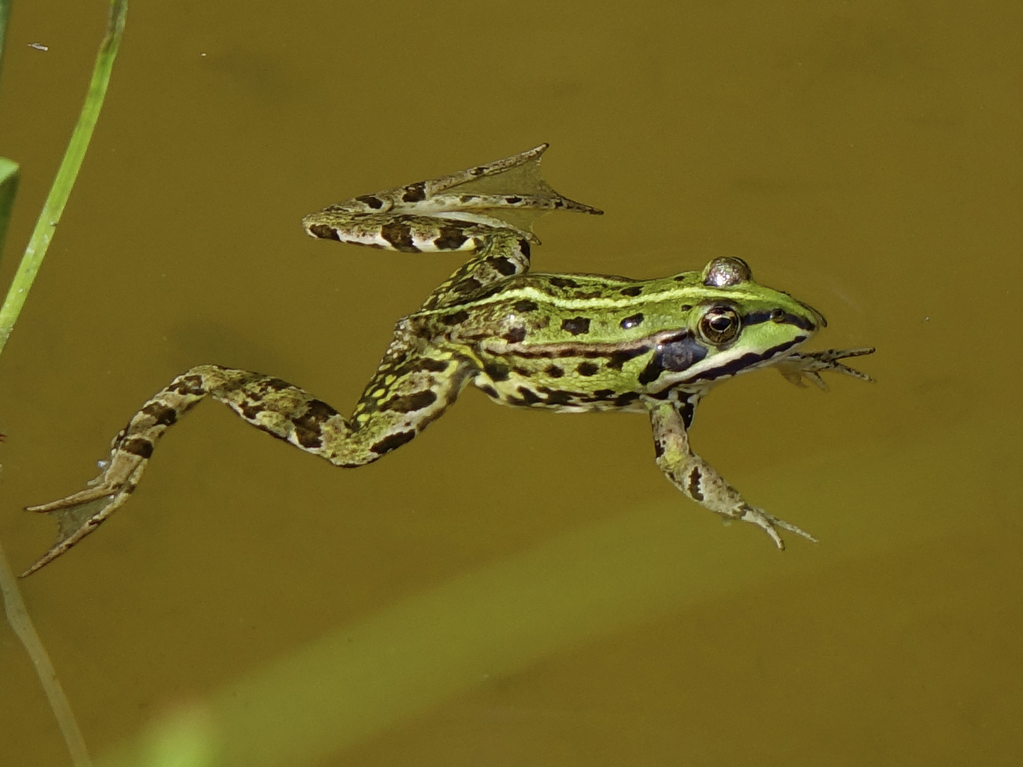 Schwimmt er oder fliegt er?