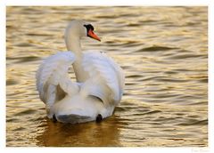 ...schwimmt im goldenen Wasser