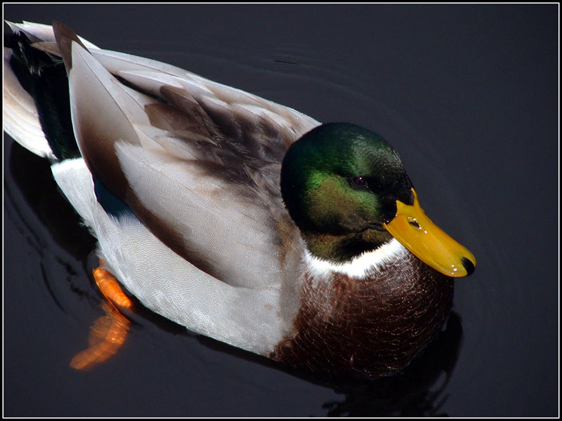 Schwimmt im Trüben