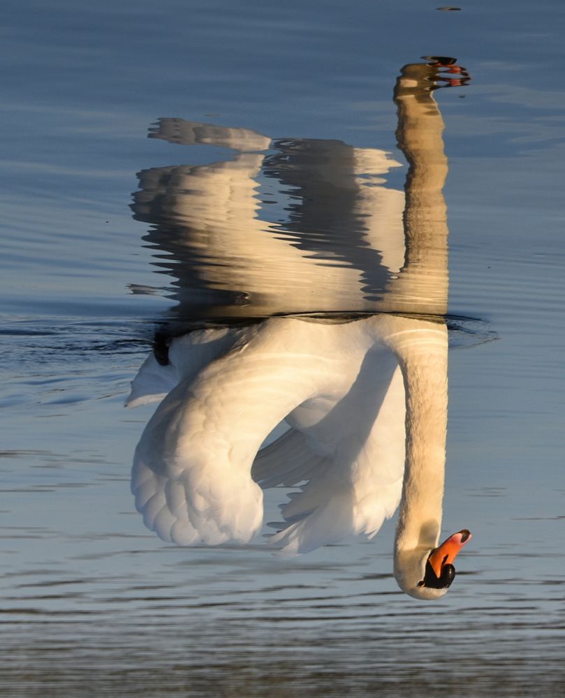 Schwimmt oder hängt er...?!