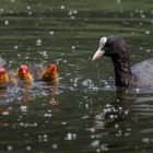 Schwimmtraining