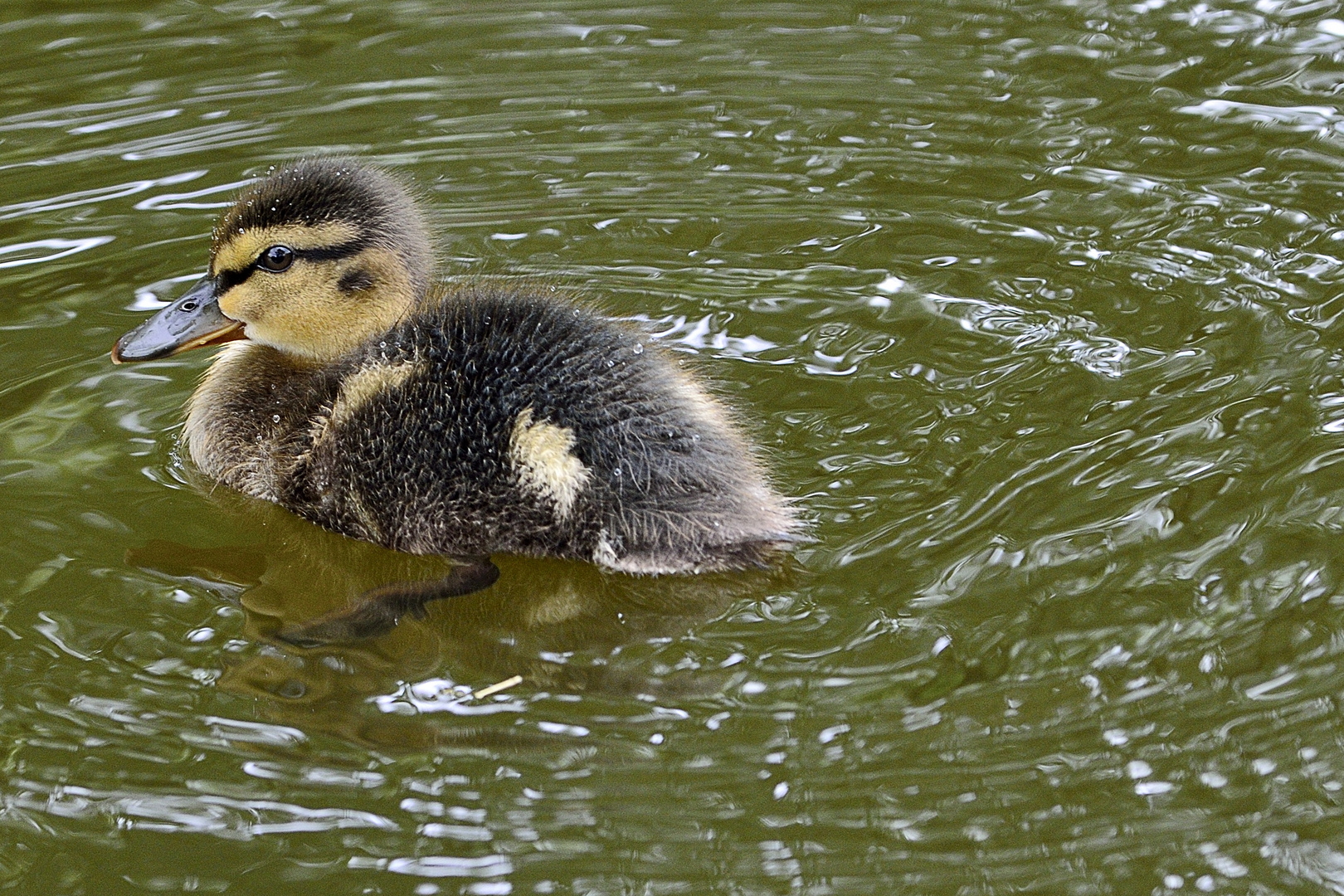 Schwimmübung