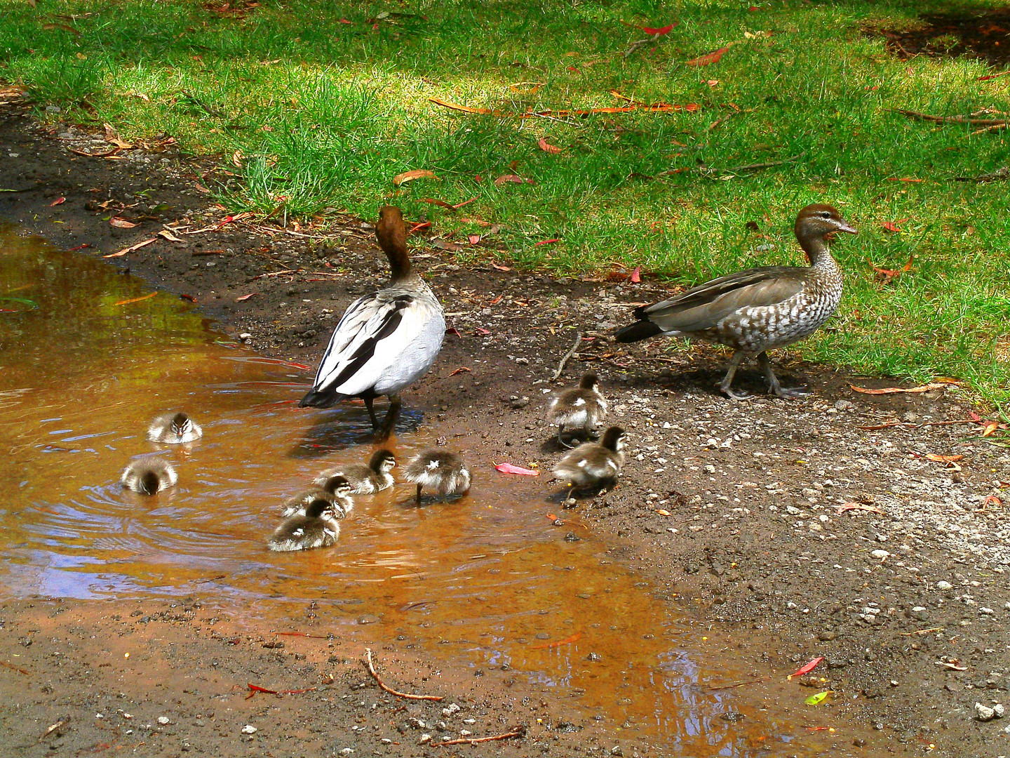 Schwimmübung