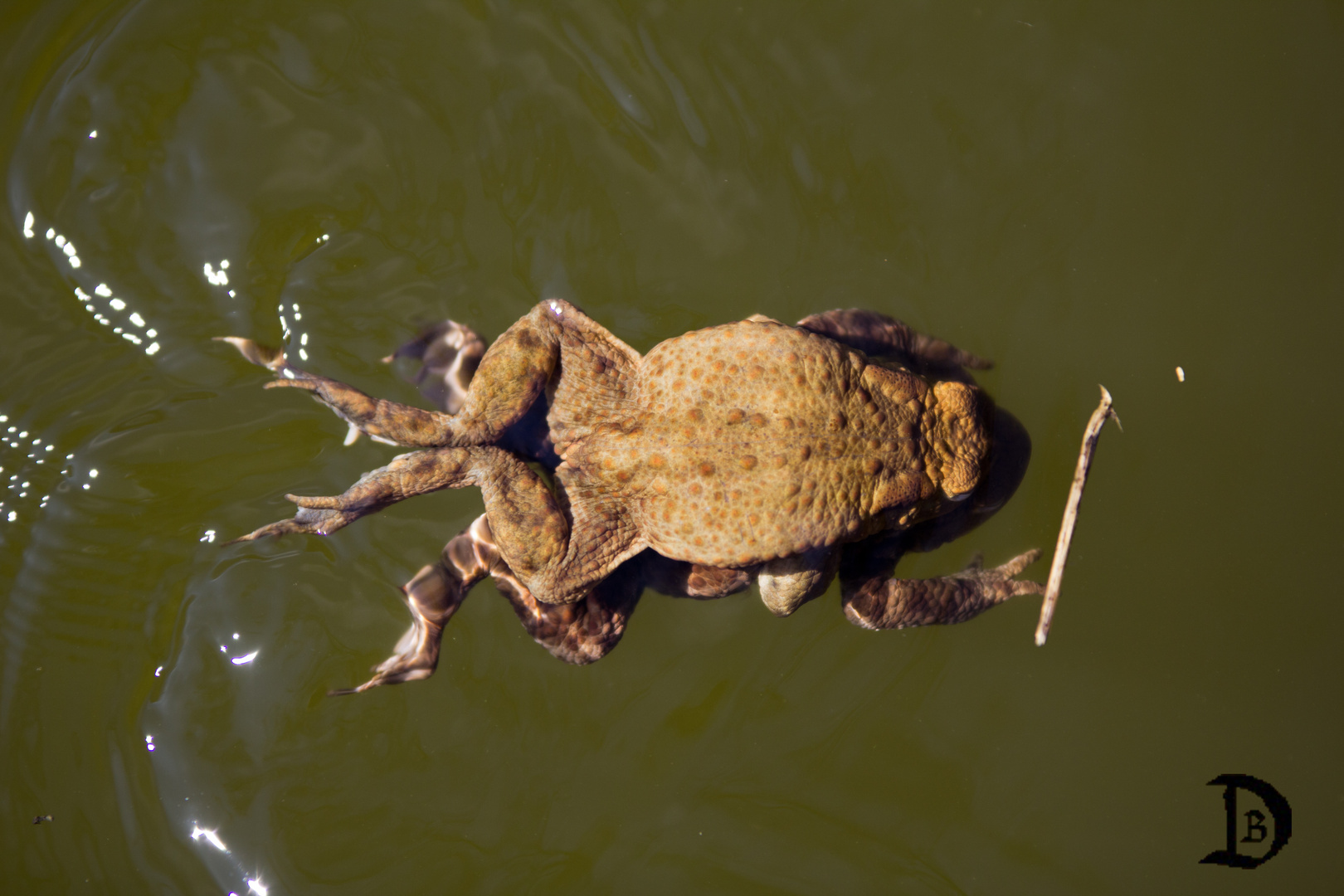 Schwimmübung zu zweit