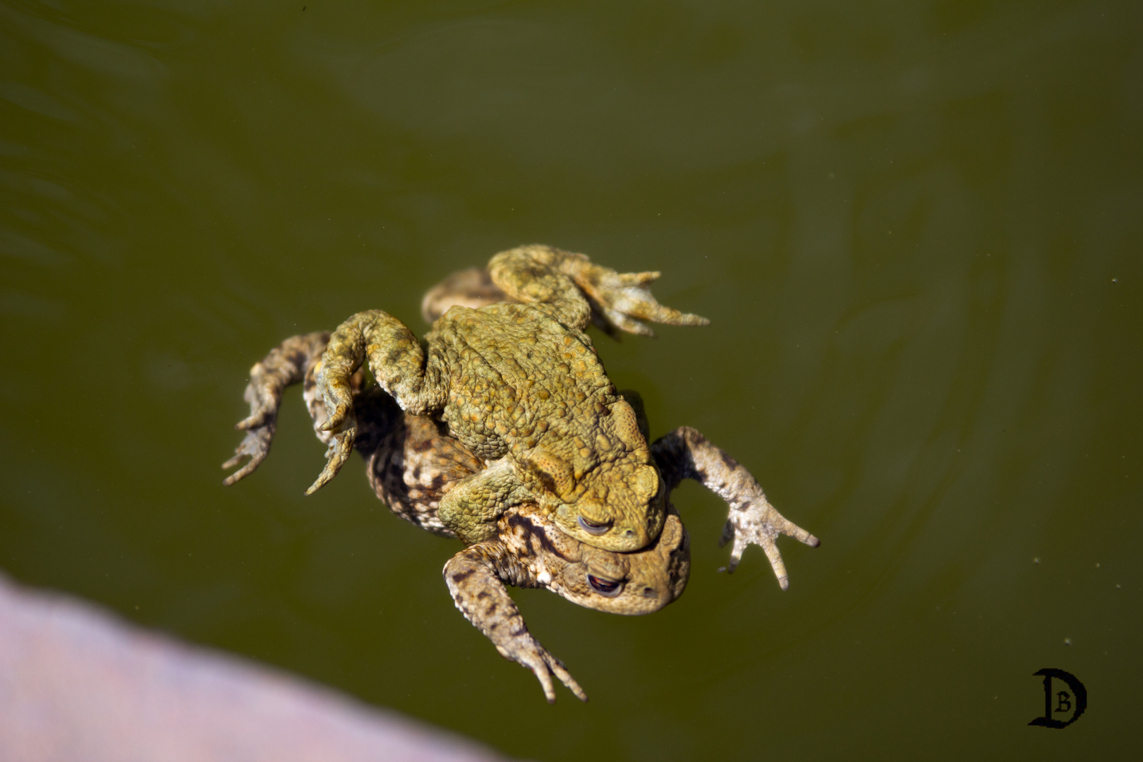 Schwimmübung zu zweit III