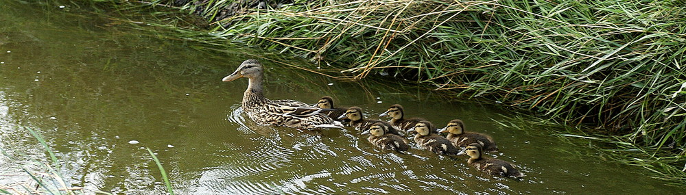 Schwimmuntericht