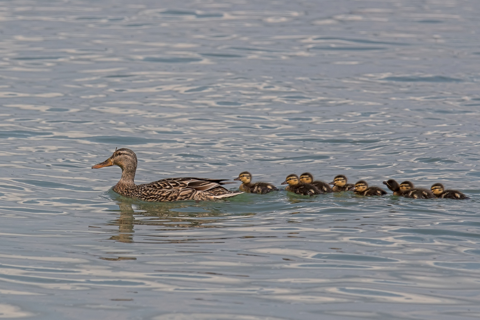 Schwimmunterricht