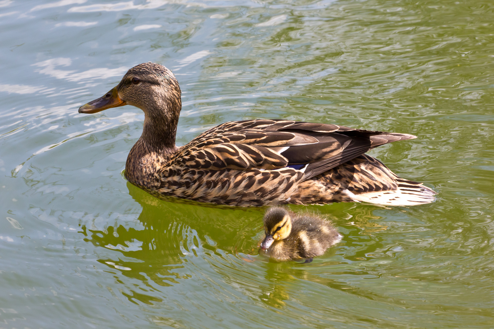 Schwimmunterricht