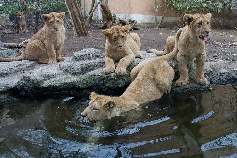 Schwimmunterricht im Zoo Zürich