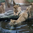 Schwimmunterricht im Zoo Zürich