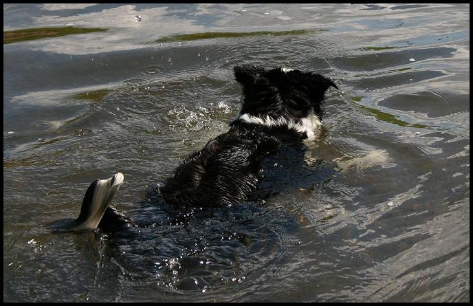 schwimmversuche