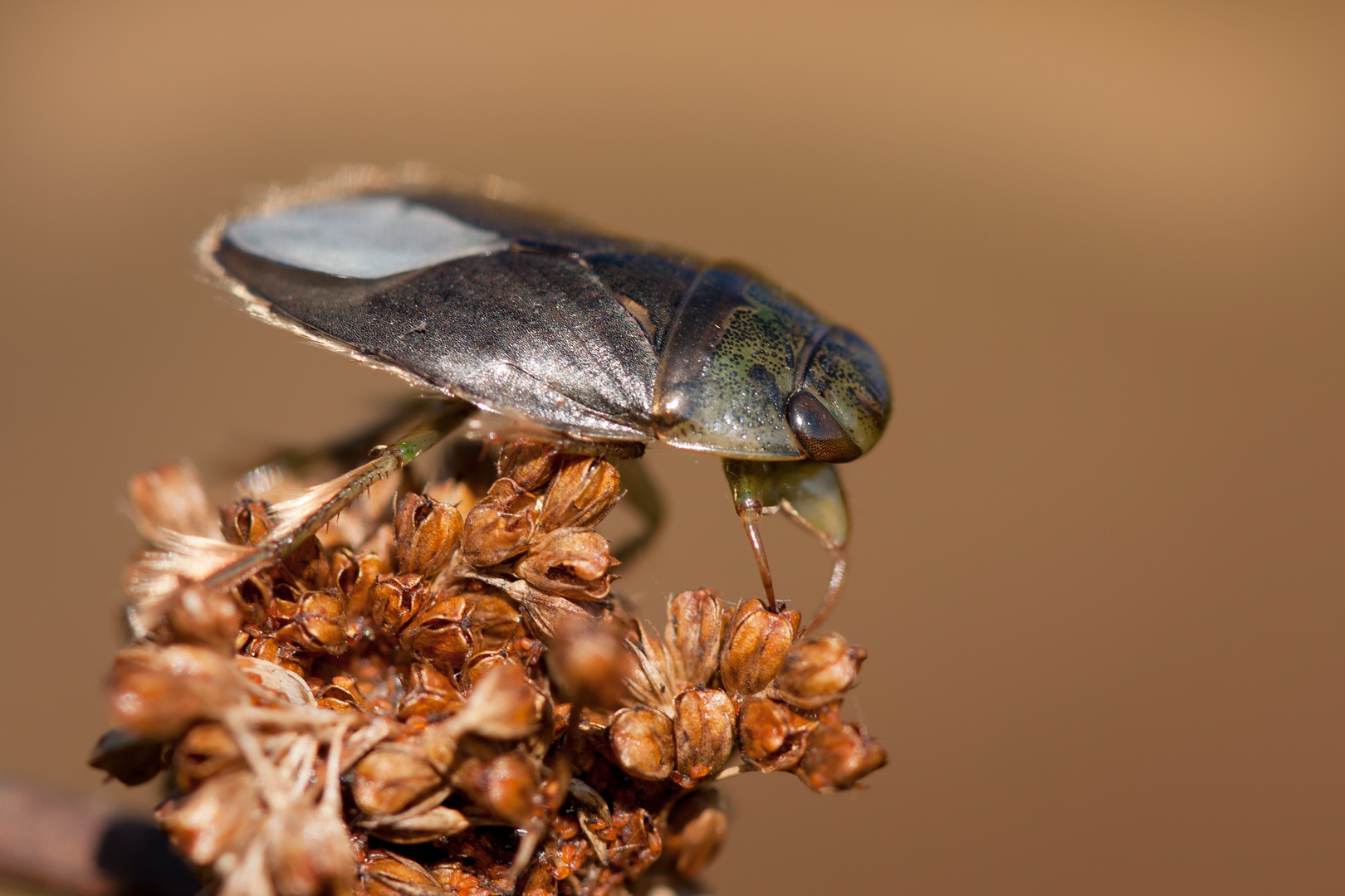 schwimmwanze (Ilyocoris cimicoides)