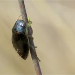  Schwimmwanze (Ilyocoris cimicoides)