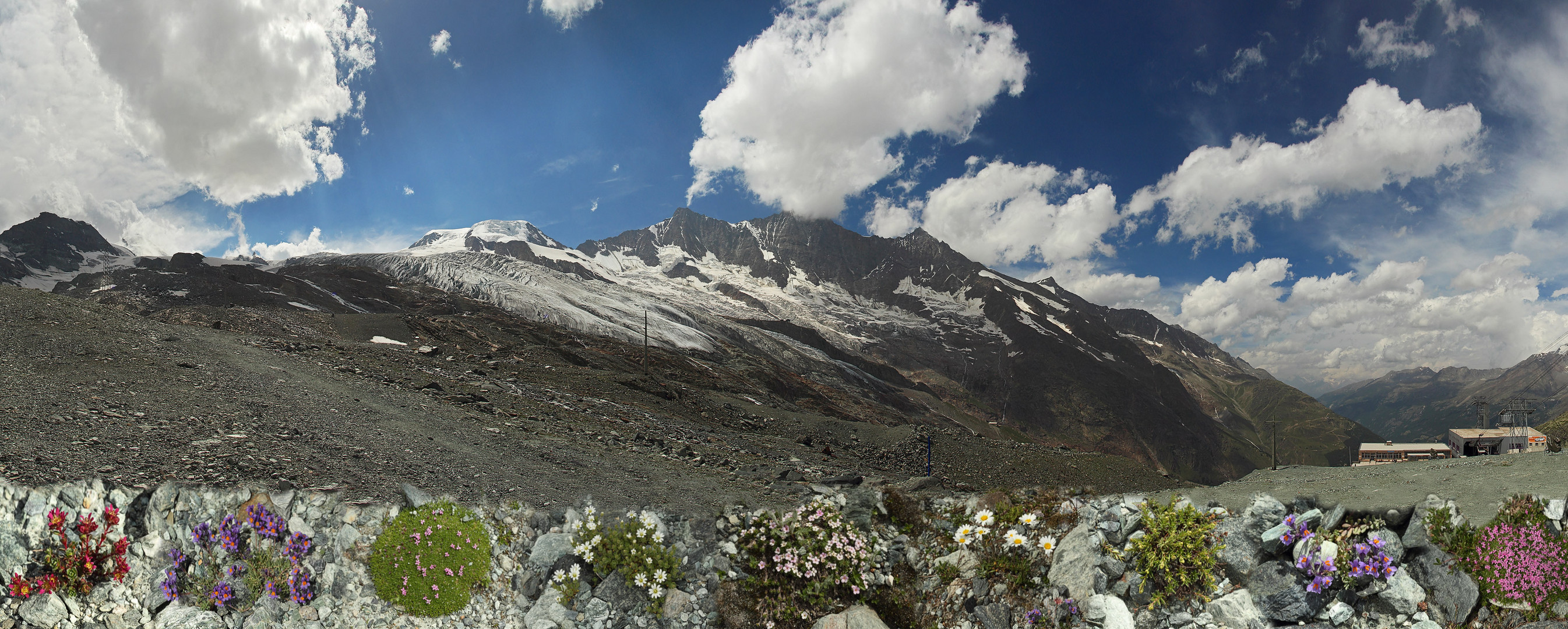 Schwindender Feegletscher und Alpenblumen