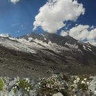 Schwindender Feegletscher und Alpenblumen