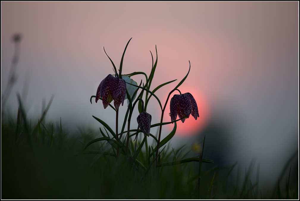 Schwindendes Licht