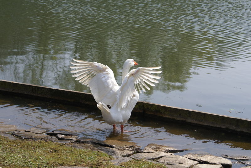 Schwingen