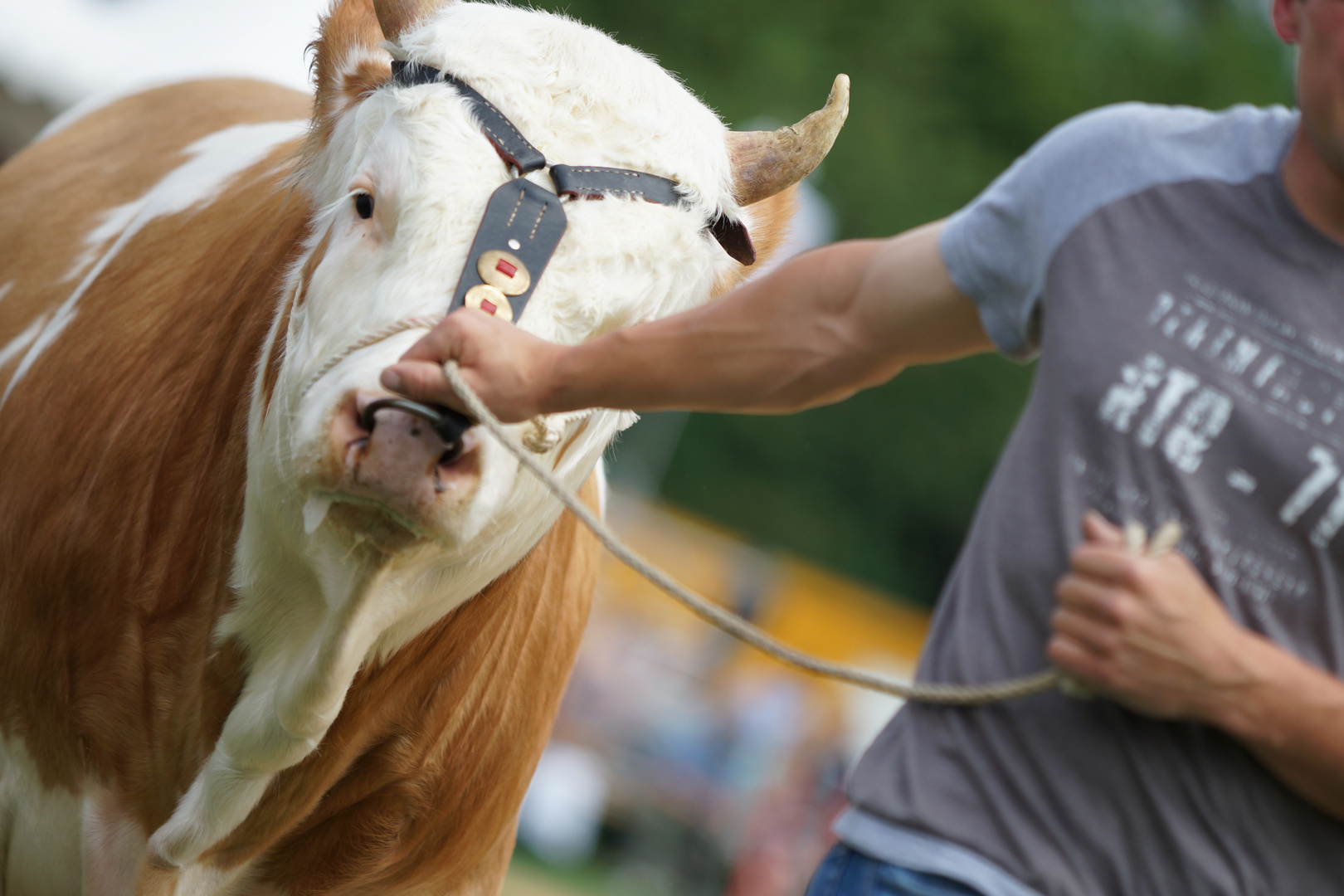 Schwingfest in Binningen Baselland Schweiz