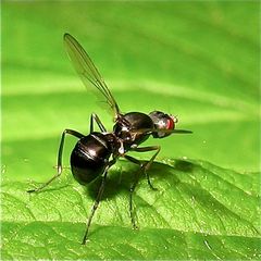 Schwingfliege (Familie Sepsidae), 3,5 mm lang: Sepsis sp.?