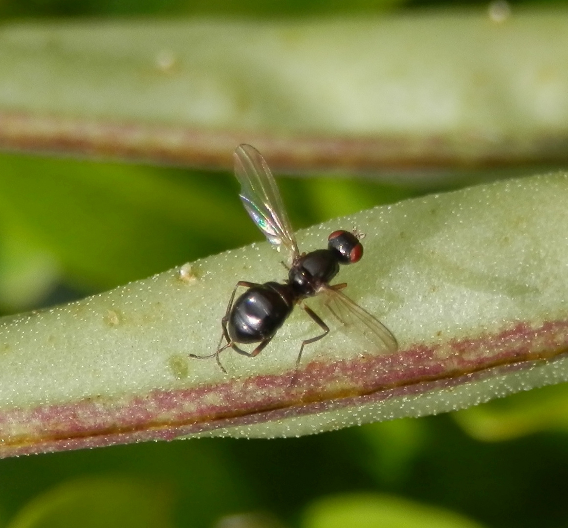 Schwingfliege (Nemopoda cf. nitidula)