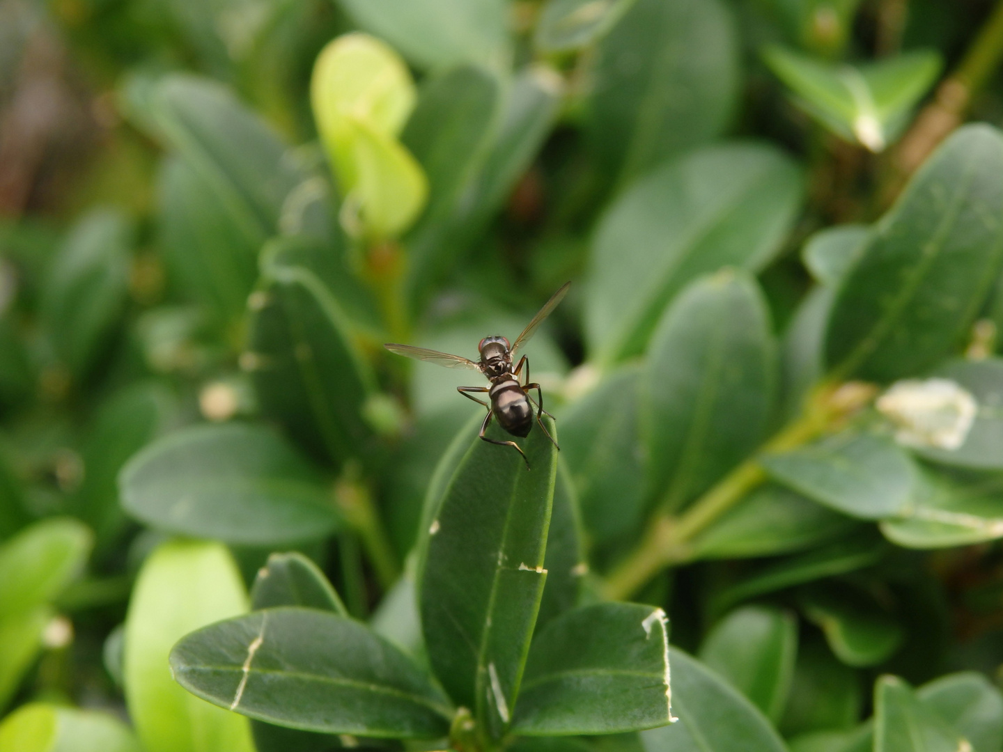 Schwingfliege Nemopoda nitidula