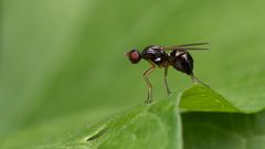 Schwingfliege (Nemopoda nitidula)