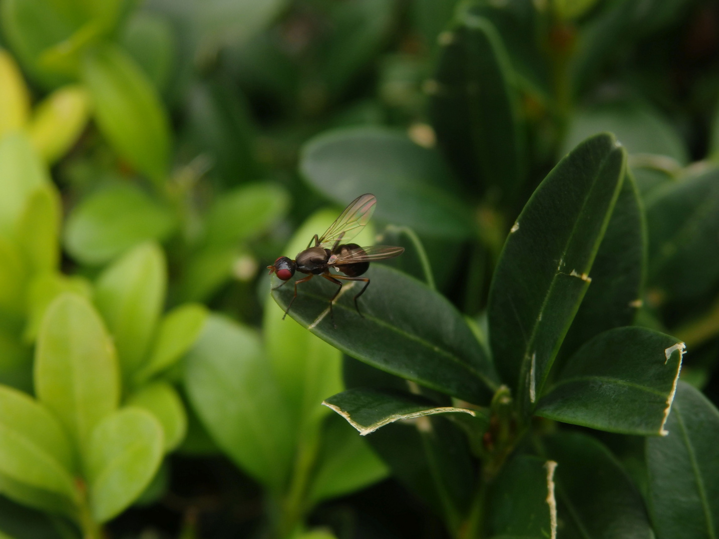 Schwingfliege Nemopoda nitidula