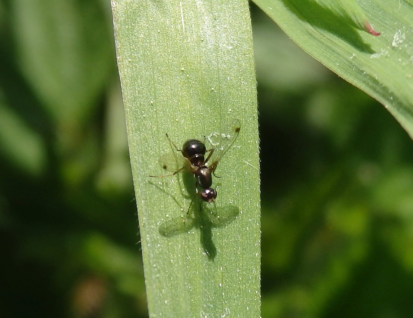 Schwingfliege (Sepsis fulgens?) auf Weichgras