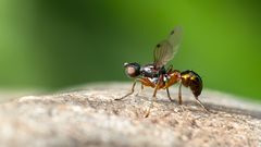Schwingfliege (Sepsis punctum)