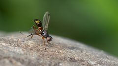 Schwingfliege-(Sepsis punctum) 