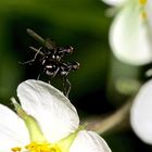 Schwingfliegen (Fam. Sepsidae) bei der Paarung