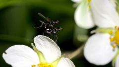 Schwingfliegen (Fam. Sepsidae) bei der Paarung