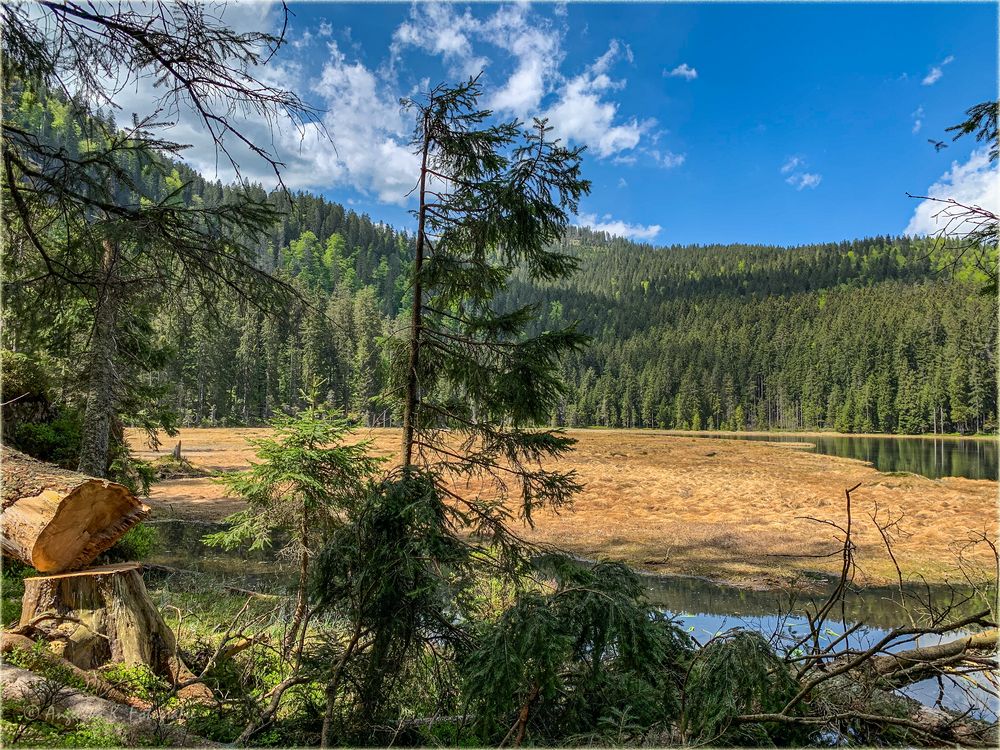 Schwingrasen - Schwimmende Inseln