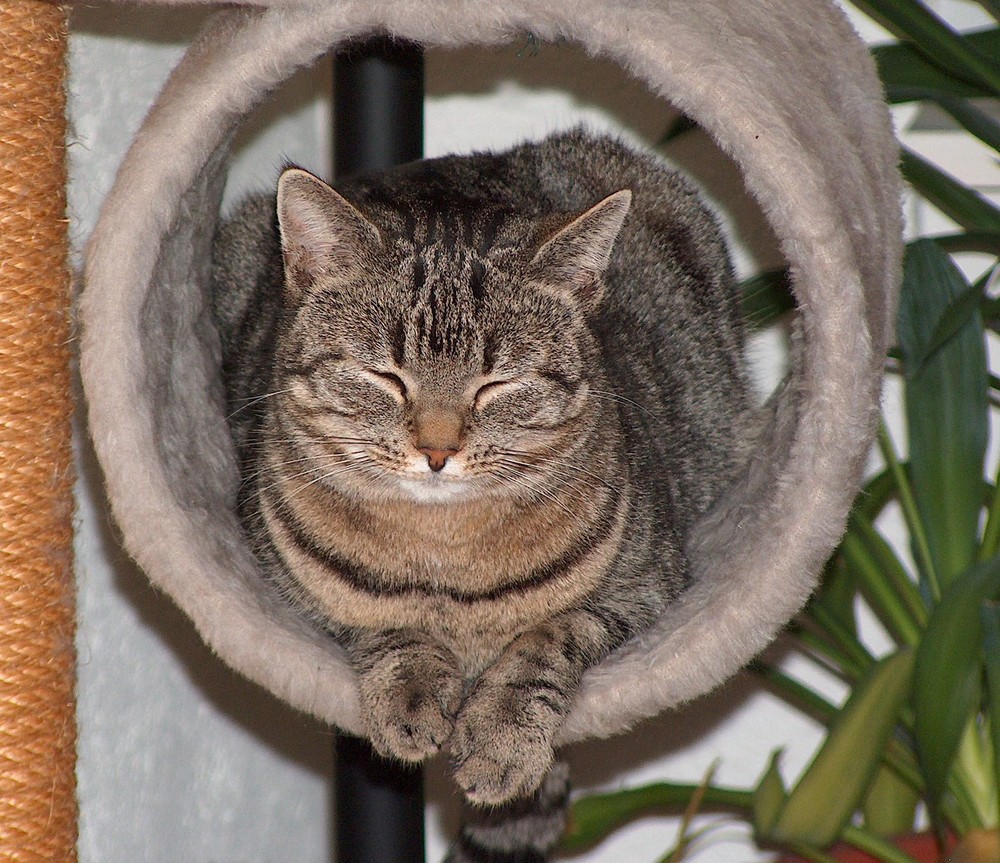 Schwips guckt aus der Röhre